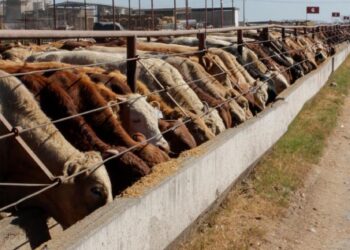 Activan plan contra el gusano barrenador en Nuevo León