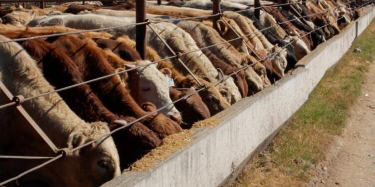 Activan plan contra el gusano barrenador en Nuevo León