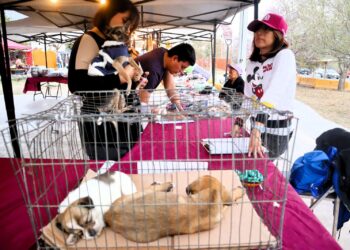 Santa Catarina promueve la protección y adopción de perros y gatos