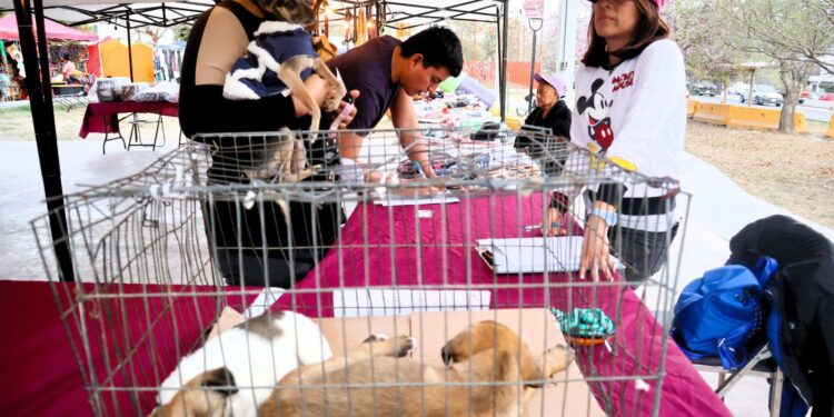 Santa Catarina promueve la protección y adopción de perros y gatos