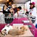 Santa Catarina promueve la protección y adopción de perros y gatos