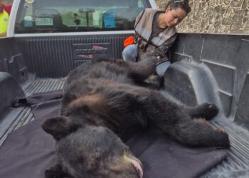 Guardia forestal triplica la atención de fauna silvestre en Nuevo León