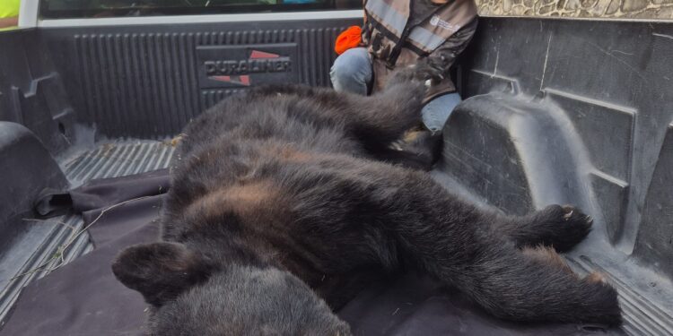 Guardia forestal triplica la atención de fauna silvestre en Nuevo León