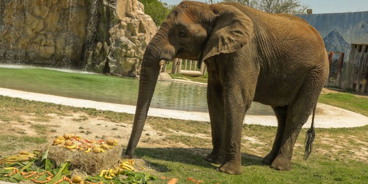Monty celebrará su cumpleaños 19