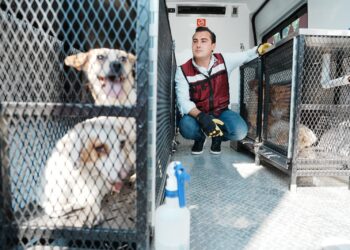 Rescatan a 17 perros abandonados en García