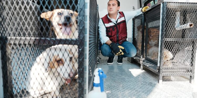 Rescatan a 17 perros abandonados en García