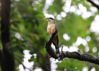Avistan por primera vez Cuclillo Manglero