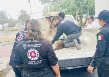 Rescatan a venado dentro de empresa en Santa Catarina