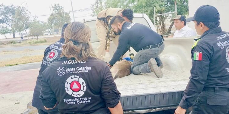 Rescatan a venado dentro de empresa en Santa Catarina