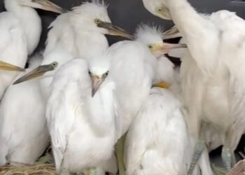 Liberan a garzas rescatadas en San Pedro