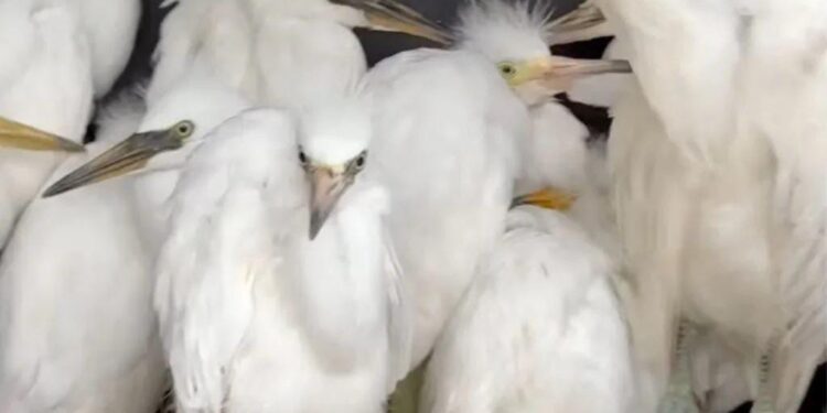 Liberan a garzas rescatadas en San Pedro