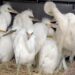 Liberan a garzas rescatadas en San Pedro