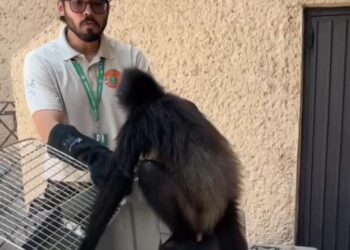 Rescatan a dos monos araña