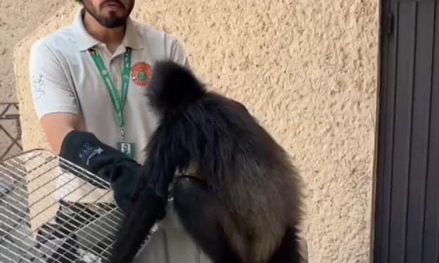 Rescatan a dos monos araña