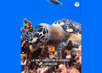 Día Mundial de las tortugas marinas