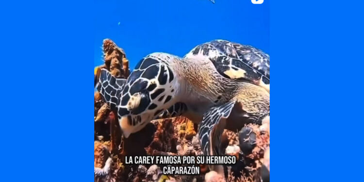 Día Mundial de las tortugas marinas