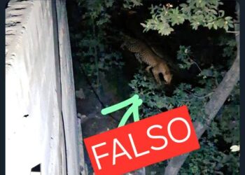 Reportan avistamiento de jaguar; desmienten foto de leopardo