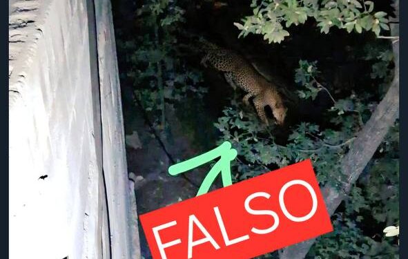 Reportan avistamiento de jaguar; desmienten foto de leopardo