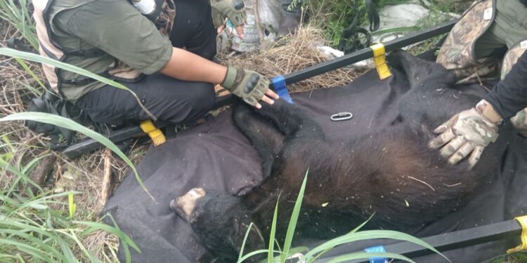 Rescatan a oso que paseaba en San Pedro