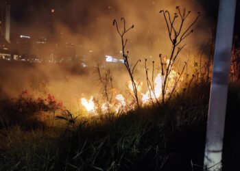 Se consumen 100 metros de maleza en el río Santa Catarina