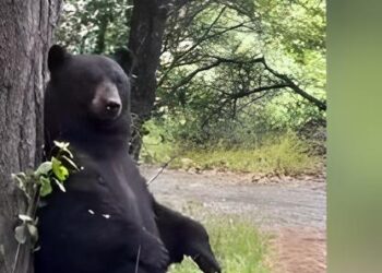 Captan a oso rascándose en un árbol