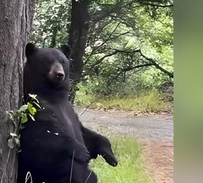 Captan a oso rascándose en un árbol