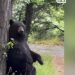 Captan a oso rascándose en un árbol
