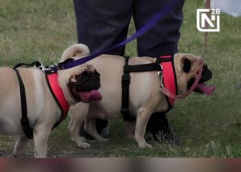 Día mundial del perro