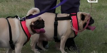 Día mundial del perro