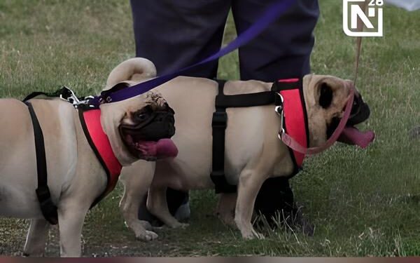 Día mundial del perro