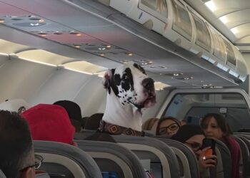 Sorprende Gran Danés en avión