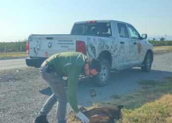 Implementan acciones para proteger fauna silvestre y seguridad vial en Nuevo León