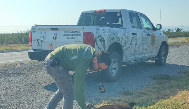 Implementan acciones para proteger fauna silvestre y seguridad vial en Nuevo León