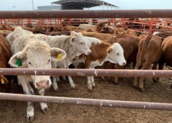 Costos de producción y precio de la carne se afectan por gusano barrenador