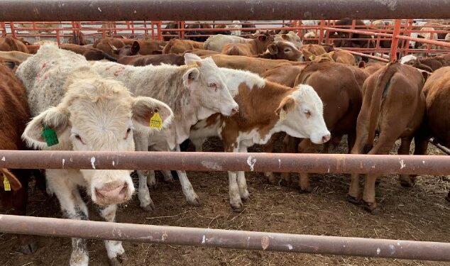 Costos de producción y precio de la carne se afectan por gusano barrenador