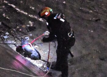 Rescatan a perrito del Arroyo el Obispo