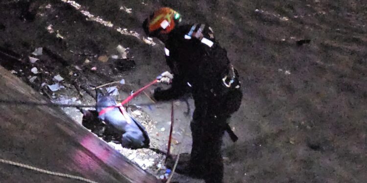 Rescatan a perrito del Arroyo el Obispo