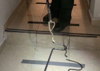 Capturan víbora de cascabel en Ciudad Satélite