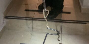 Capturan víbora de cascabel en Ciudad Satélite