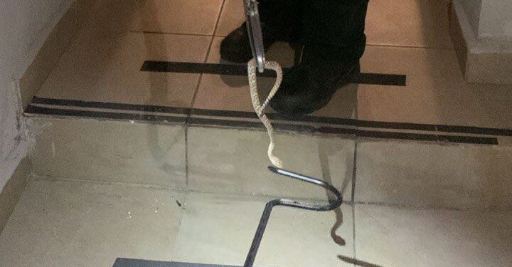 Capturan víbora de cascabel en Ciudad Satélite