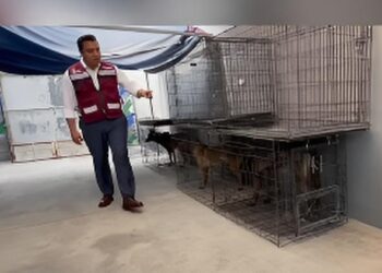 Afirma Jesús Nava que los 70 perros están vivos