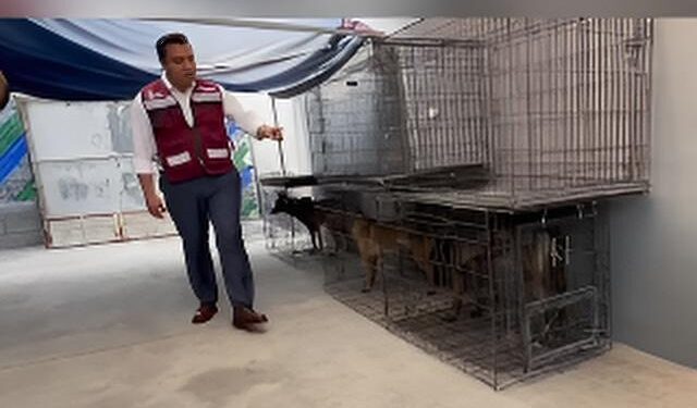 Afirma Jesús Nava que los 70 perros están vivos