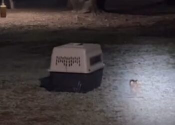 PVSNL reintegra pecarí a su manada