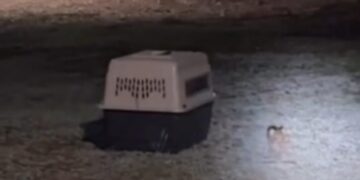 PVSNL reintegra pecarí a su manada