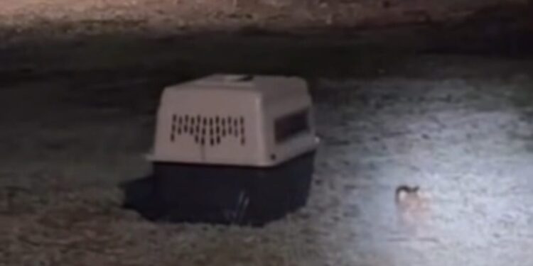 PVSNL reintegra pecarí a su manada