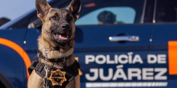 Presenta Félix Arratia la nueva unidad K9