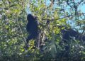 Rescatan a oso negro en la colonia Satélite