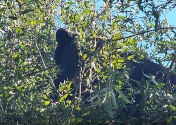 Rescatan a oso negro en la colonia Satélite