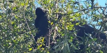 Rescatan a oso negro en la colonia Satélite