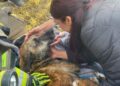 Perrita cae en noria de 15 metros